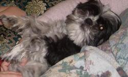 Lost 1/14/11. Summer Rose SD at Murphy Rd. Black/white male, neutered Shih Tzu. "Scooter." Call Jason 389-9014.