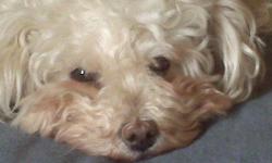 Lost small white male poodle, been missing from his home since Sunday 1-9-11 around 9-9:15 am. He lives in the Salem/Glenvar section of Roanoke Co. Paint Bank Rd off of Texas Hollow Rd. He has microchip if taken to the Vet or Animal control they should be