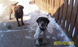 Lost in the Trivoli area on 12-10-12 our German Shorthair Pointer (White with Brown spots) and our Chocolate Lab.&nbsp; They are both wearing collars with tags.&nbsp; Very friendly and would like them back for Christmas.&nbsp; If seen please call me at ()