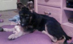 OUR BABY BOY OUR 4 MONTH OLD FULL BLOODED GERMAN SHEPERD WENT MISSING 4-23-12 FROM MIDDLETOWN OHIO, COULD BE ANYWHERE WE BELIEVE HE WAS STOLEN...HE IS MOSTLEY BLACK WITH TAN ON EARS AND CHEST AND LEGS VERY VERY BOLD AND HANDSOME. WAS WEARING BLUE COLLAR