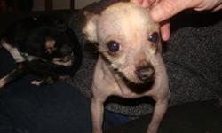 Yoda is a small 1/2 Chinese Crested and 1/2 Chihuahua dog thats light brown with a blond color Mohawk with a little hair on his toes and tail but mostly bold. He has a bright blue coller and goes by Yoda but likes to be called yoyo. We want him back by
