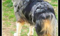 **LOST&nbsp; call --** Australian Shepherd, blue merle (grey/blk/wht) female last seen in York, Michigan. She may have been taken in by a caring family or possibly wandering&nbsp; on her own.&nbsp; Lost since late August 2012 from Gregory, MI.&nbsp;