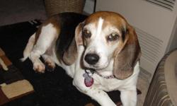7 year old beagle missing, goes by the name emma!! went missing on Saturday Jan. 15th 2011 in the north tacoma area, if you see her please contact me asap!!