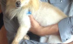 Lost beige pomeranian on 12/24/12. West side by Belvidere, Resler area. His name is Koby. PLEASE CALL for a nice reward. -.