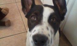 Border collie/ Queensland healer mix his name is Freckels.He was&nbsp;last sceen on Brannon ave./ Briggsmore ave area on 8/1/12..he's black, white and brown with black spots on his neck,face n legs&nbsp;,11 months old, his&nbsp;left ear is floppy and his
