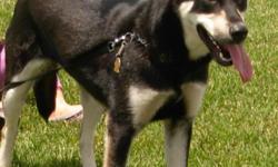Pax Matilda went missing on 10/6 near Hammar Lane & Richland. May have been seen around Lincoln center & Ben Holt.
Pax is 4 years, black w/ distinct symetrical tan markings: eyes, jaw, chest, legs. She is micro-chipped:&nbsp;1-800- Pet-Link, Vet: Pacific