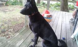 Lost Black German Shepherd on Wilmington Island, Savannah GA. Seen by some people off Walthour Rd. Please call --