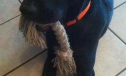 Black lab, 6 months old, responds to the name drake, wearing a bright orange collar, lost 8/12/12, last seen around Atkamire and Mayhew Drive Tallahassee FL. Reward for return. Please contact Maggie at -- or Kyle at --