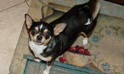 Heart broken, lost adult female smooth coat Chihuahua. She is&nbsp;black & tan w/ white markings. She was last seen&nbsp;on 7/21/12 in Nipoma CA. Zoey is a little over 6lbs and has a curly tail. She is reserved with stangers. We regret to say she is not