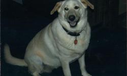 Lost blond lab. A large female lab named Zoey> She is very friendly and a part of the family. Missing from Admore trail area on 19 June 2011. Please call 574-993-3889. Reward