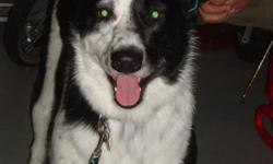 Lost black and white with a brown leg border collie mix. He goes by the name of Doobie. Doobie is 3 years old and is wearing a green and black collar with IL tags. He is microchipped. He is shy and timid and maybe hurt. He was spooked by a loud noise and