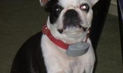&nbsp;
Lost Boston Terrior. Child's best friend. Lost on Friday, September 14th. Black and White, has a left BLUE EYE. She was at her new home on a farm, when she and her brother wandered off. She is 8 years old, but doesn't look it. Her brother was found