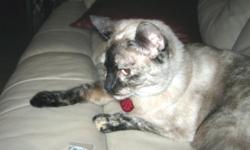 Lost July7th. Female, 4 yr old siamese-looking, short haired cat. Totally declawed. Fixed. Answers to "Splenda". Has green vet tag. Heartsick owner. Please call 256-901-6451.