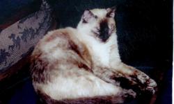 Harley is my 12 year old spayed female siamese mix cat. She has been missing since 11-8-2010, & was last seen close to her home on Blandwood Rd. Eager Subdivision, Valdosta, GA. She is pleasantly plump & has the most beautiful blue eyes you've ever seen!
