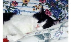 Indoor cat ran outside on 9/21/12, black and white, medium size, very shy and will not likely come to anyone but owner. Might respond to his name (Marvin.) Would appeciate if anyone who sees him please call: Marvene at 881-5014, Mary at 878-2093 or the