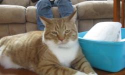 Lost Cat. Big orange and white short haired male cat. Fat with a white belly. Last seen around 3rd Street in Eau Claire. Responds to Pedro. Last seen wearing a green with white striped flee collar. This cat is very friendly if you see him do not be afriad