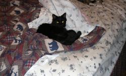 Lost female , cat, black with SMALL white area under her neck, she is a LONG HAIRED domestic cat, spayed, skittish, last seen in Leesburg, FL on the corner of Richard and Webster Steet, cross streets are Lee and Perkins. REWARD OFFERED, for her safe