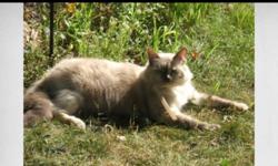 Kiki is our 14 yr old cat missing from Janesville east side 9/1/12 she has blue eyes front declawed no collar long grayish hair call or text any time if you've even seen her please thank you --