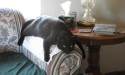 Missing Black male tom cat.&nbsp; missing since 9-11-2012.&nbsp; Lost in the Lebanon area around 10th between Tangent dr to Vine or so.&nbsp; Please will play a reward for his return.&nbsp; If you know anything please, please respond to --.&nbsp; He is 9
