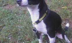 Breed: Chihuahua, Age: 10 months, Colors: distinct black & white markings, Name: Jack, Weight: 5 ibs (small).
&nbsp;&nbsp;&nbsp; Jack was last seen on Buffalo Road, in Saugerties New York, 12477, in the Blue Mountain Park, on 8-12-12. He is registered,