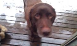 My dog, a chocolate labrador named Spencer was lost on 7/13 afternoon close to NE 128th st, Redmond (English Hill). He's 14 years old and is diabetic. If you have seen him please contact me asap at () -. He needs his insuline medication so he might be in