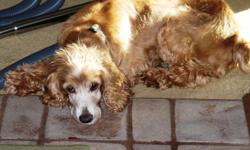 Cocker Spaniel, male red in color with white markings wearing a green collar with fish on it, went missing 2:00am Friday morning August 19, 2011 on Earl View Drive just off of Blue Mountain Parkway, answers to the name of Joe, if found please call