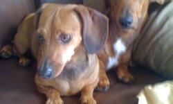 BROWN MINI DACHSHUND. WENT MISSING AROUND NW 192ND AND PORTLAND IN EDMOND/OKC.
SUNDAY AT 1:00. SHE IS MY DAUGHTERS BEST FRIEND AND WE MISS HER SOOOO VERY MUCH. ANYTHING YOU KNOW OR MIGHT KNOW PLEASE CONTACT US.
HER NAME IS BELLA AND SHE HAS A BROTHER,