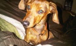 Please, Please return my weenie dog to me! You picked him up on 10-3-12 @ apx. 12:45. I was minutes behind you. I was told you stopped at Loaf N Jug to ask about him and said you live in Springs and was taking him to the pound. I have repeatedly stopped