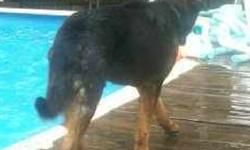 "Keto" is our male, 13 yr old German Shepard/Rott mix dog. He is black and tan, weighs 50-75 lbs and was wearing a blue collar. He got out of our yard near Vivion Rd and Askew in the Northland on Feb. 8th and has been seen in the area of N Broadway to N