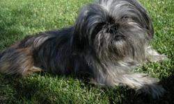 Small Grey Shin Tzu. Lost on 1-9-11 near corner of Channel Islands Blvd and Saviers Road. Answers to Kayla.
Generous reward to finder- no questions asked.