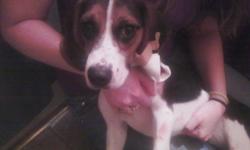 Female, 1 yr old tri color ( brown/blk/Wht) beagle. If found please contact