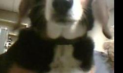 Lost May 24, 2011
Tornado Victim from Piedmont, OK
Female Beagle answers to ?Freckles?
Mostly Black, Tri-color White & Tan
Black Eye Liner Eyes
8 years old, spade
Collar ? Black Collar, Rabies Tag 28019
Short & long looks like a miniature basset hound