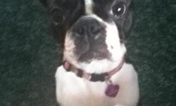 Our Boston terrier ran away while being puppy-sat, we think she is trying to find home (lake wissota).
No one has seen her since July 1st. &nbsp;In bloomer WI
She is black and white with pick camo collar.
She is shy and we miss her so much!&nbsp;
Please