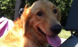 Golden retriever lost around Guilford College/Jamestown area. Goes by Lola. Please call if you have any information --