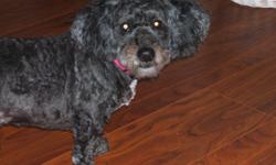 Black poodle mix with white stomach; pink collar; named Boo; lost on May 14
