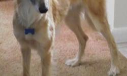 Lost 2 year old male Whippet Mix (looks like a small, brown, medium haired greyhound/collie mix with a long, whispy tail) by the name of Duncan. Very timid and shy. Wearing a blue no-slip collar with a dog bone-shaped blue tag with his name and owner's