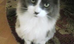 Flurrers is 4 years old and was lost at Glenmary East and Brentlinger in Fern Creek. He has long medium gray hair on top and white on bottom. A very sweet cat. When I lost him he weighed around 10 to 15 lbs. He loves to eat. He has green eyes. We love him