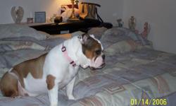 3 YR OLD FEMALE SPAYED ENG BULLDOG, MICROCHIPPED, WEARING A PINK COLLAR WITH NAME TAG AND PHONE #. HAS A CLEAFT NOSE, FRIENDLY BUT SCARED OF HER OWN SHADOW. MISSING 11/24/10 AT 10PM FROM THE ESTATES OF ALPINE WOODS IN DAVIE (PINE ISLAND RD-NORTH OF ORANGE