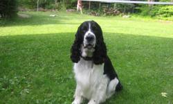 Our 4 year old Black & White Male English Springer Spaniel is missing from our yard in Colden. He was last seen Monday 8/22/11 around 7AM. He has his red collar on with all of his dog tags. He also has a microchip. Jackson needs his medication. He is