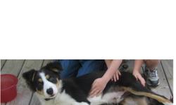 WE HAVE A LOST DOG. HE IS A BORDER COLLIE. NEUTERED MALE. TRI-COLOR. MOSTLY BLACK AND WHITE WITH BROWN ON HIS FACE AND LEGS. HE IS WEARING AN ORANGE COLLAR. HIS NAME IS "PETE". PETE IS 1 YR OLD. HE HAS A LARGE WHITE FUR COLLAR. PETE HAS BEEN MISSING SENCE