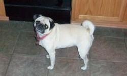 8 yr. old female fawn pug ran from home on 2/24/11 without collar and tags. She is light fawn with black/gray face. Left from Hamlett Ln. in South Garland near Lakeview Centennial High School. Near intersection Rowlett Rd./Country Club. $150 Cash REWARD