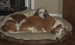 Female 10 year old basset hound, her name is Dee Dee.