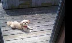 Zoe, 2 1/2 yr old toy female shih tzu, blonde, red comfort harness with Miami County, Ohio dog tags on harness. Last seen May 12, 2011 South Rangeline Rd. and Frederick Garland Rd. Call 937-698-6734 with any information.