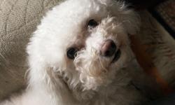 Is it a poodle no she looks like one but is a 15 years old small female Bichon no collar. 9lbs of white curly hair Puppy cut lost 11/28/12 in the Bakersfield, Westchester, Oak and 21st street areas She's not use to being outside or alone. Teary eyes. Just
