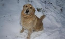 Max is a light colored golden retriever. He was lost near the Wirt/Jackson, Garfield/Turkey fork road. Also near Windy ridge area.