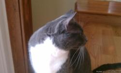 REWARD!!! We've lost our little gray and white cat, named Shila, in the Ken Caryl area on September 1, 2011. She got out of her collar, but she's microchipped. She is gray with white paws, bib and tummy; she has a thin white stripe down her face, and her