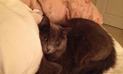 Our cat ran away close to 1900 Jefferson Park Avenue on 8/27/2012. He is a fluffy gray cat with bright green eyes and a kinked tail. He has a red collar with a tag. Any information would be greatly appreciated. Thanks!