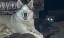Male Husky missing in Springville, NY.&nbsp; His name is Riley, he is white with silver markings & beautiful blue eyes.&nbsp; He is approximately 75 pounds.&nbsp; Last seen on 12/2/12 in village of Springville.&nbsp;
