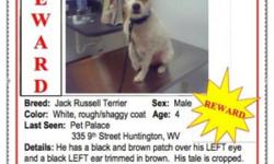 Lost in Huntington area male Jack Russell