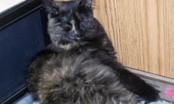 LOST IN RIDGE ROAD AND LITTLE ROAD AREA. TORTOISE COLOR (BLACK, GREY.BROWN REDISH) WITH ONE WHITE BACK PAW. FLUFFY LONG HAIRED CAT. ANSWERS TO LILLI. HER FRONT PAWS ARE DECLAWED AND SHE HAS BEEN SPAYED. SHE HAS BEEN MISSING SINCE JANUARY 26. HER OWNERS